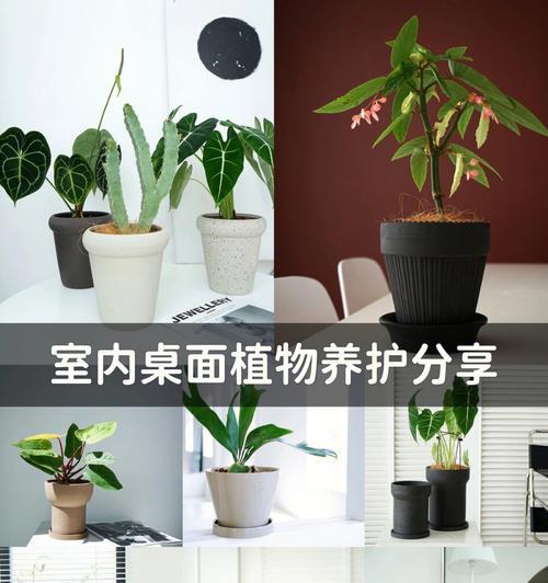 室内植物品种大全有哪些？如何选择适合的室内植物？