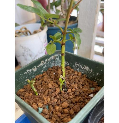 月季裸根种植的正确步骤是什么？