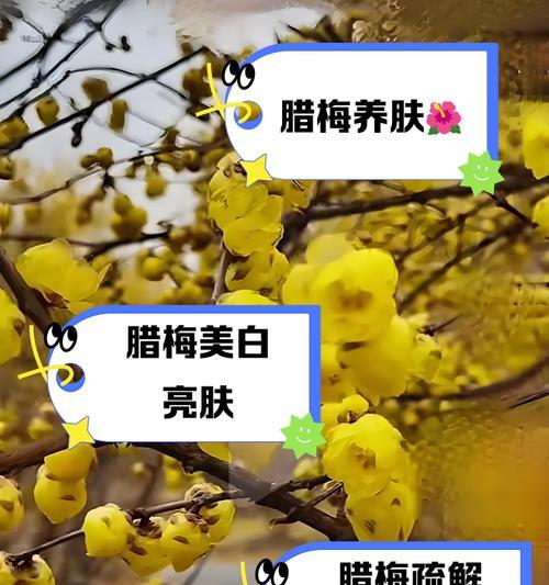 腊梅品种有哪些分类？如何正确识别腊梅品种？