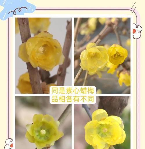腊梅品种有哪些分类？如何正确识别腊梅品种？