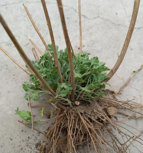 野菊花品种有哪些？野菊花种植需要注意什么？