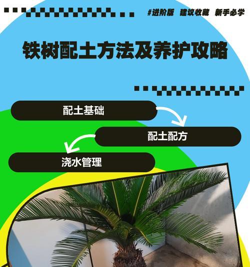 苏铁品种的养护要点是什么？如何保持其健康生长？
