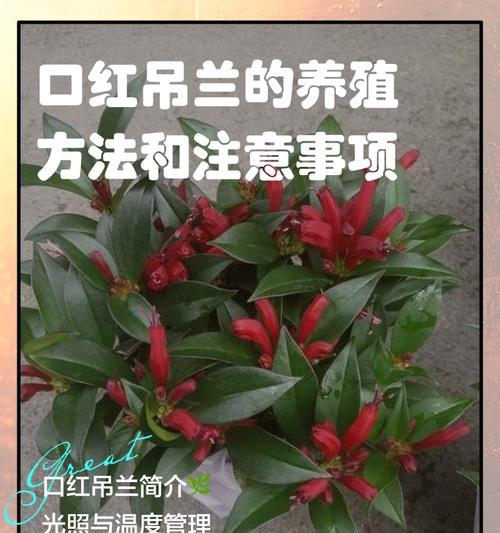 吊兰的养殖方法和常见问题解答？