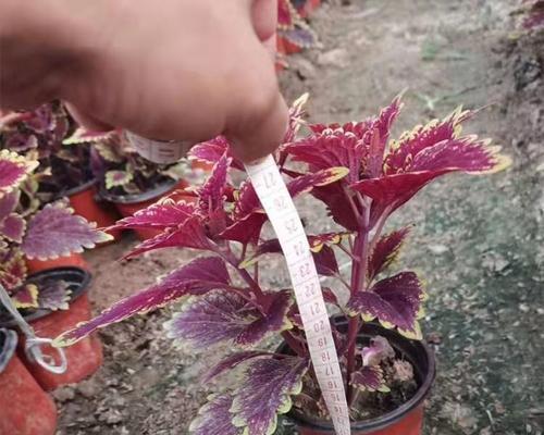 彩叶草摘心的最佳时机和方法？