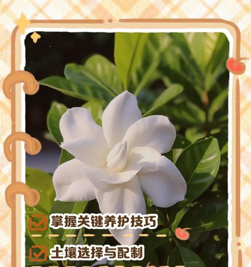 栀子花的养殖方法是什么？如何让栀子花开得更香？