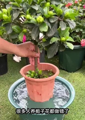 栀子花的养殖方法是什么？如何让栀子花开得更香？