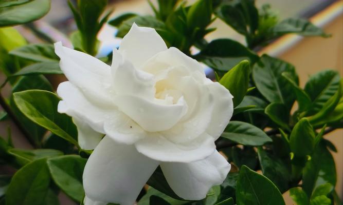 栀子花的养殖方法是什么？如何让栀子花开得更香？