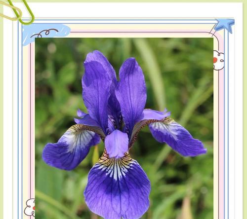 什么花象征着什么意思？花卉的寓意是什么？