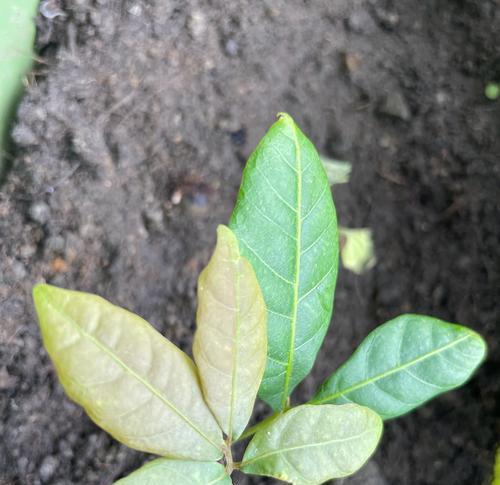 桂圆核种植盆栽的方法是什么？如何确保桂圆核顺利发芽？