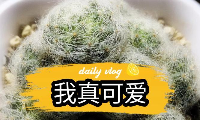 仙人球换土的方法是什么？如何保证其正常生长？