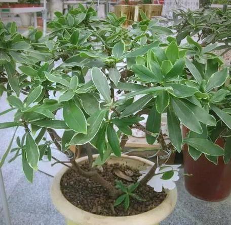 金边瑞香应该使用哪种肥料？
