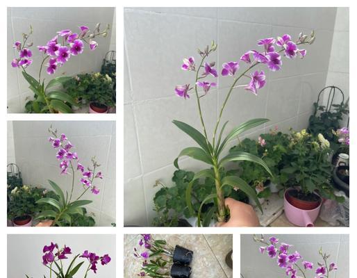 红剑兰花的养殖方法是什么？如何养好红剑兰花？