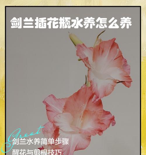 红剑兰花的养殖方法是什么？如何养好红剑兰花？