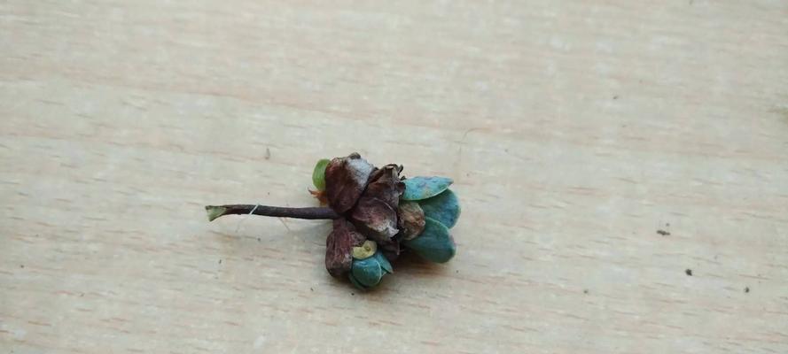 山地玫瑰繁殖方法：如何简单快速繁殖？