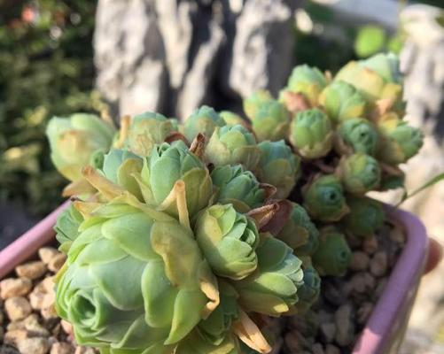 山地玫瑰繁殖方法：如何简单快速繁殖？