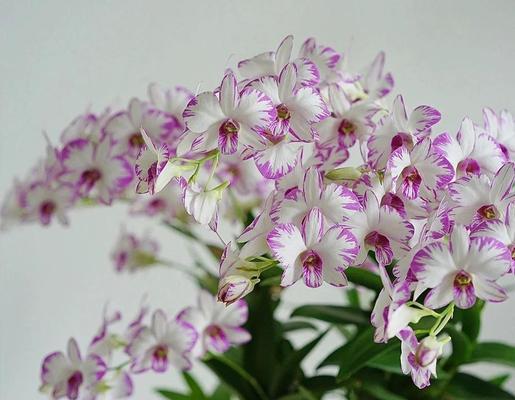秋天适合种植什么？秋季园艺种植指南？