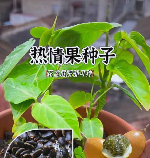 秋天适合种植什么？秋季园艺种植指南？