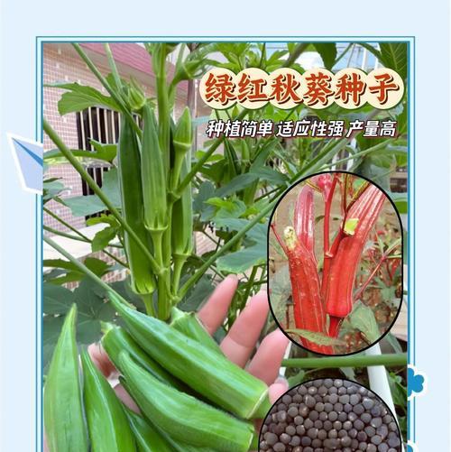 秋天适合种植什么？秋季园艺种植指南？