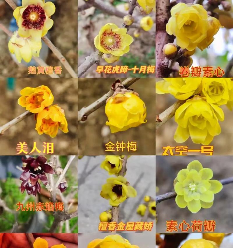 腊梅种植技巧有哪些？如何确保成活率？