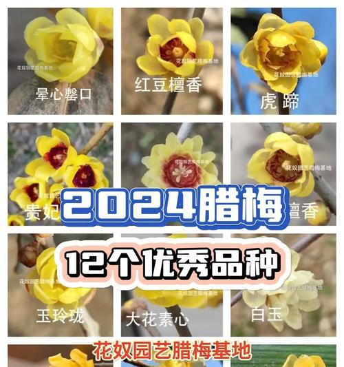 腊梅种植技巧有哪些？如何确保成活率？