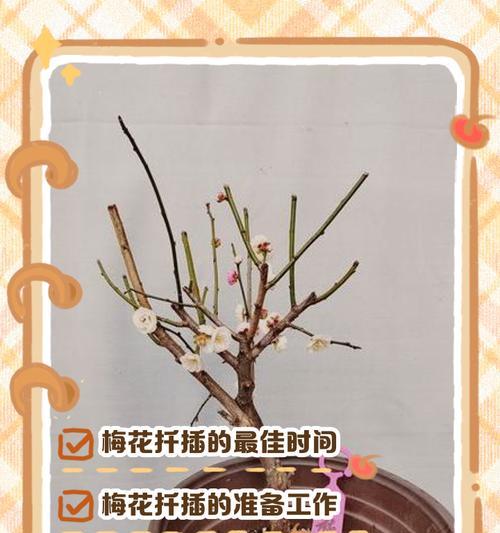 腊梅种植技巧有哪些？如何确保成活率？