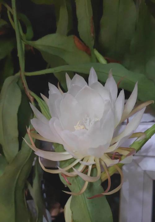 昙花的养殖方法是什么？如何确保夜间开花？