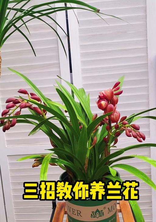 家庭普通兰花的养殖方法是什么？