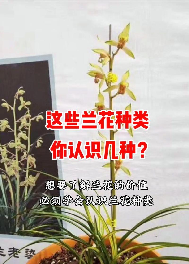 家庭普通兰花的养殖方法是什么？