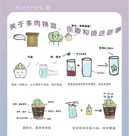 分盆的正确步骤是什么？分盆后如何照顾新苗？