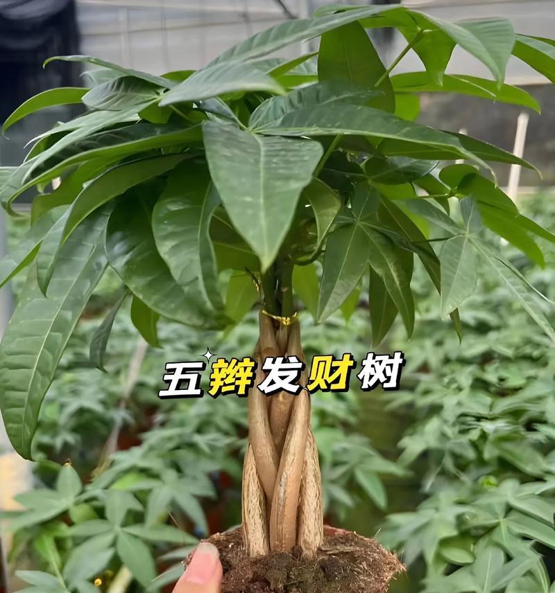 盆栽发财树种植的正确步骤是什么？