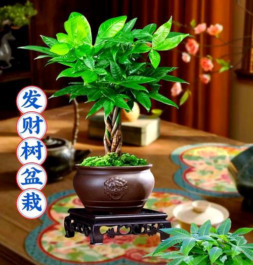 盆栽发财树种植的正确步骤是什么？