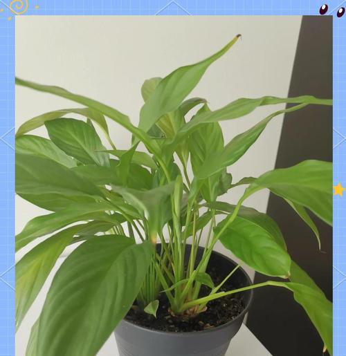 小黑飞的防治方法有哪些？