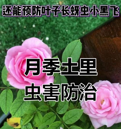 小黑飞的防治方法有哪些？