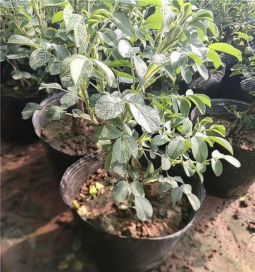 花苗移栽的最佳时间和技巧是什么？