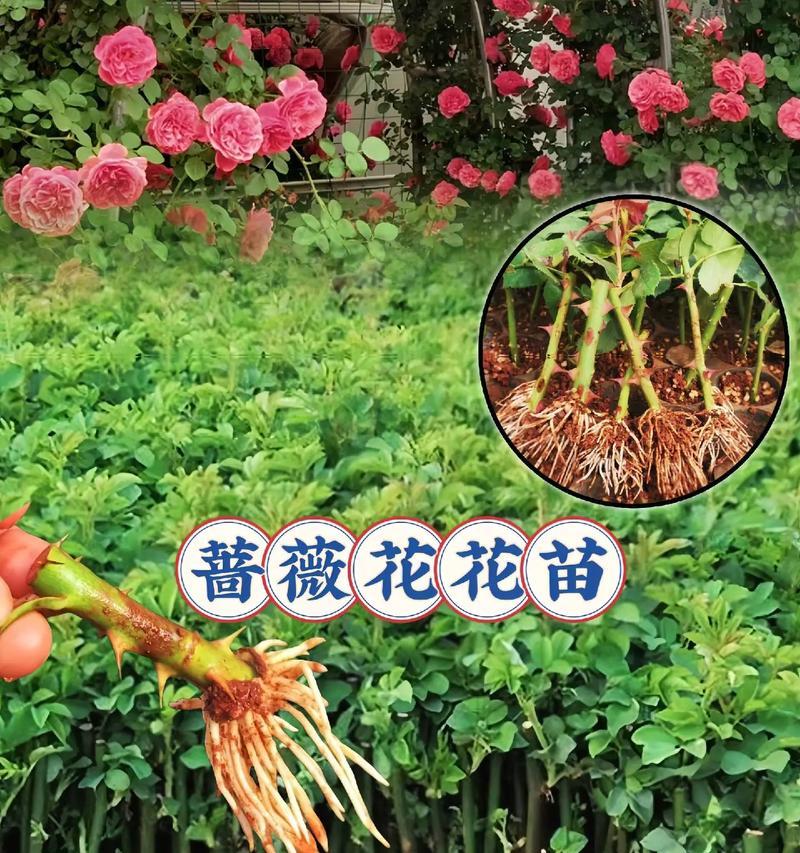 花苗移栽的最佳时间和技巧是什么？