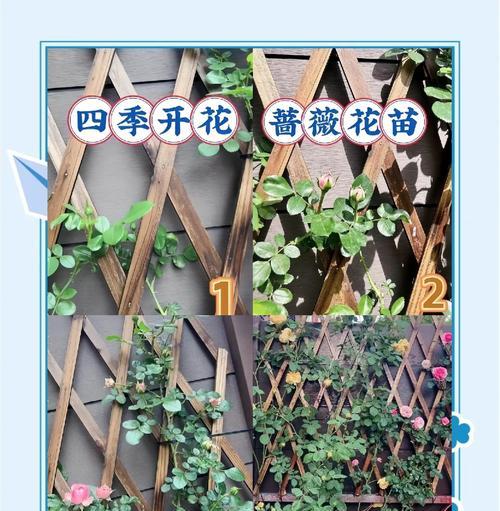 花苗移栽的最佳时间和技巧是什么？