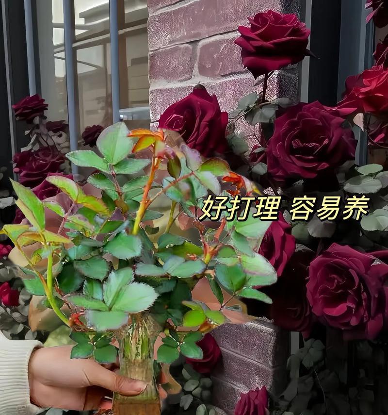 玫瑰花期短怎么延长？有哪些技巧？