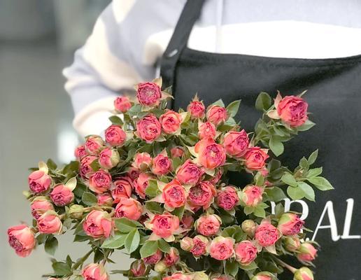 玫瑰花期短怎么延长？有哪些技巧？