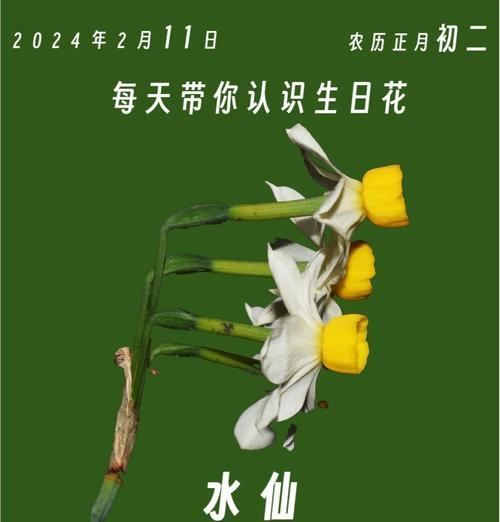 水仙花的象征意义有哪些？