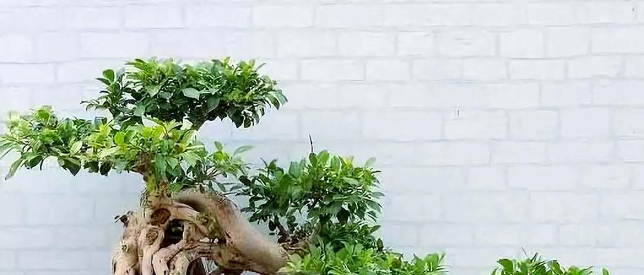 榕树盆景冬季如何养护？过冬需要注意什么？