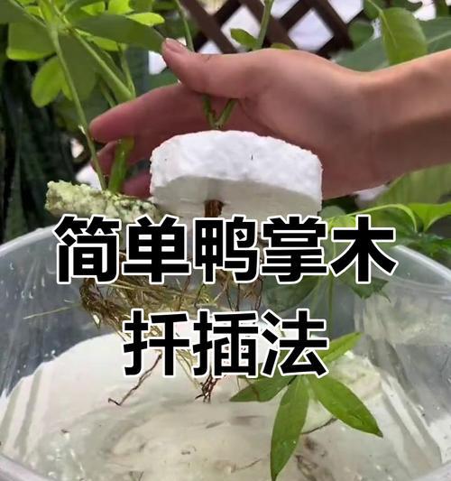 鸭掌木扦插的成功秘诀是什么？扦插后如何进行管理？
