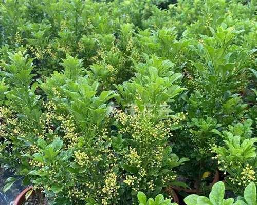 米兰开花时间怎么浇水？米兰浇水的最佳时机和方法是什么？