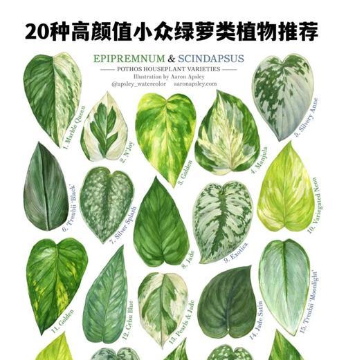 绿萝植物象征着哪些寓意？