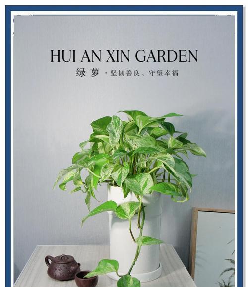 绿萝植物象征着哪些寓意？