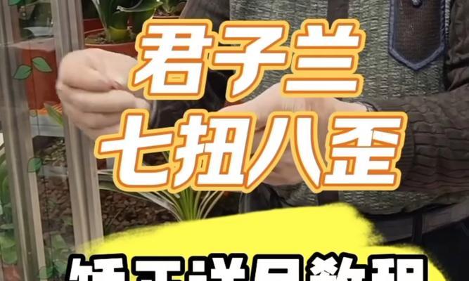 君子兰歪了怎么扶正？生长不正的原因及处理方法是什么？