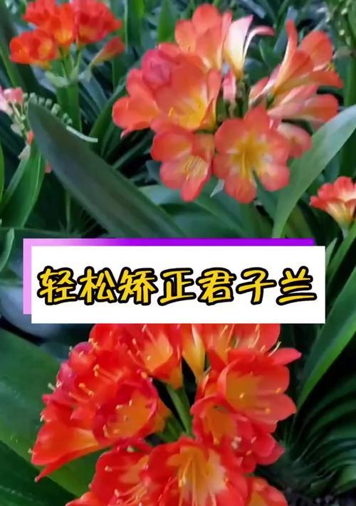 君子兰歪了怎么扶正？生长不正的原因及处理方法是什么？