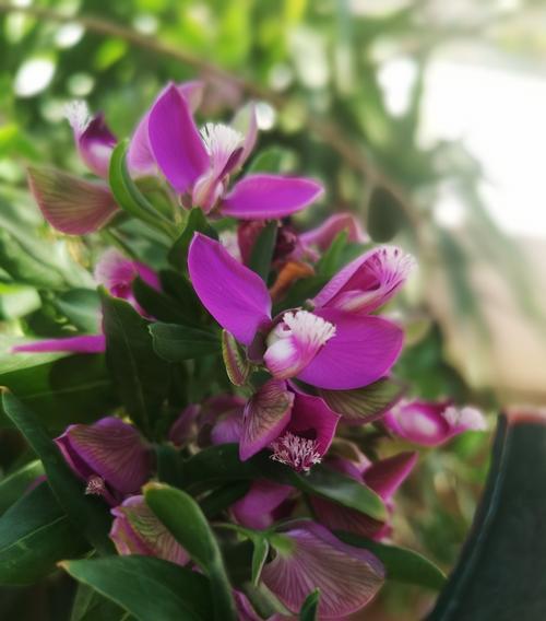 路边花有哪些品种？路边花的品种选择技巧是什么？