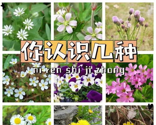 路边花有哪些品种？路边花的品种选择技巧是什么？