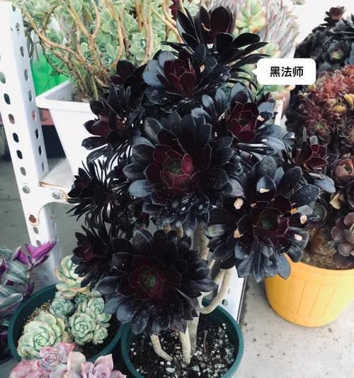 黑法师多肉植物的养殖技巧和注意事项是什么？