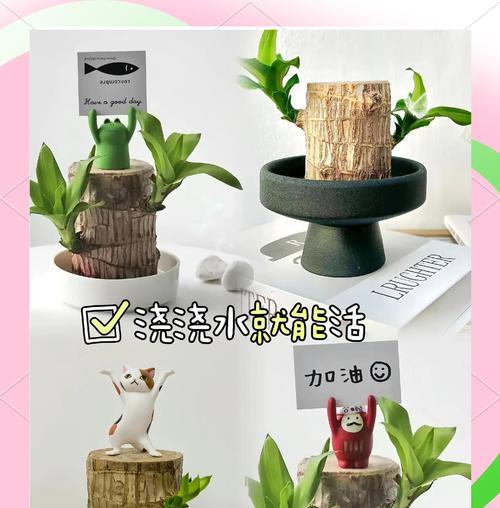 水养盆栽有哪些选择？如何正确养护水养盆栽？